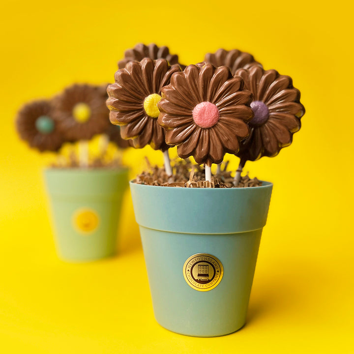 A POT OF DAISIES, ONLY AVAILABLE FOR PURCHASE IN OUR RETAIL STORES.