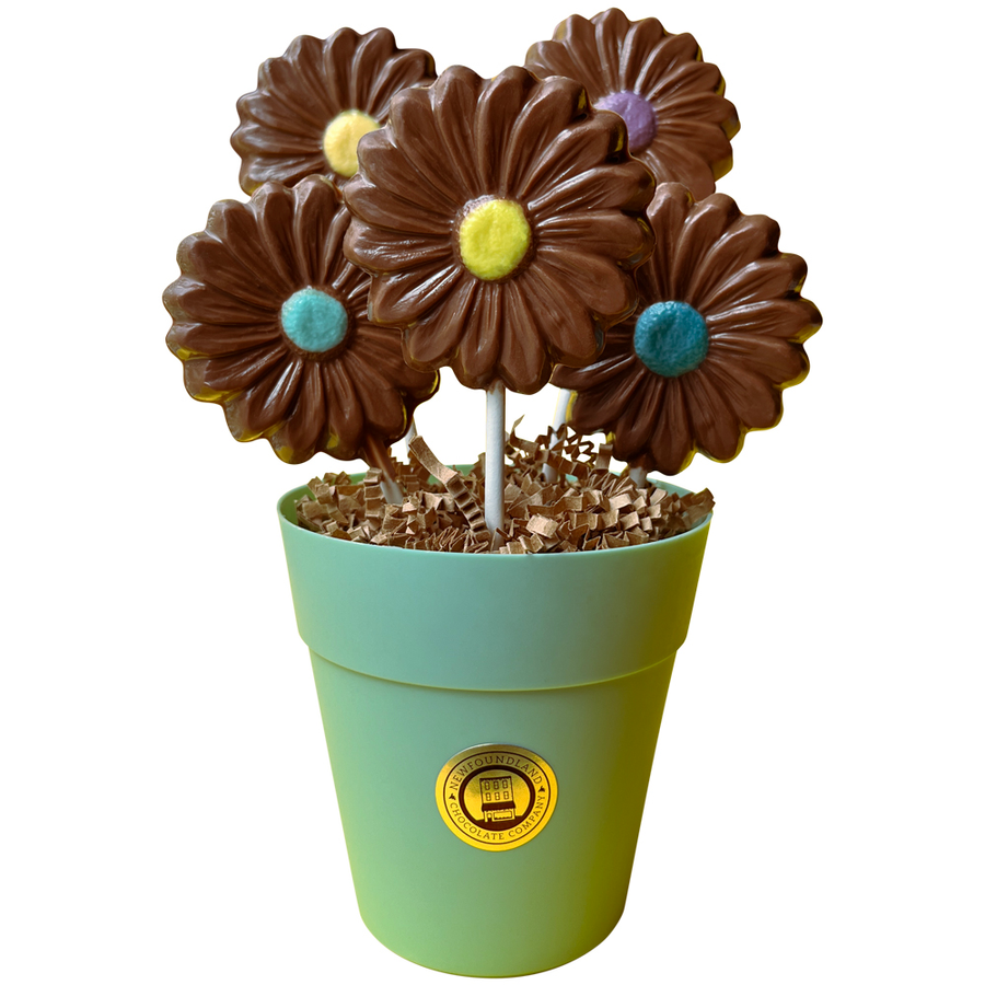 A POT OF DAISIES, ONLY AVAILABLE FOR PURCHASE IN OUR RETAIL STORES.